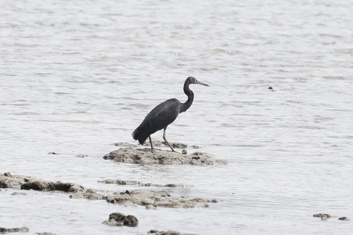 Pacific Reef-Heron - ML622661741