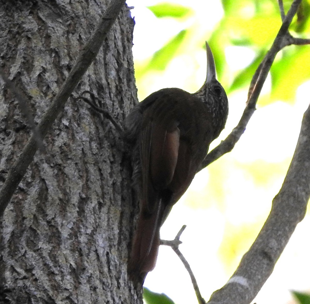 Streak-headed Woodcreeper - ML622661791