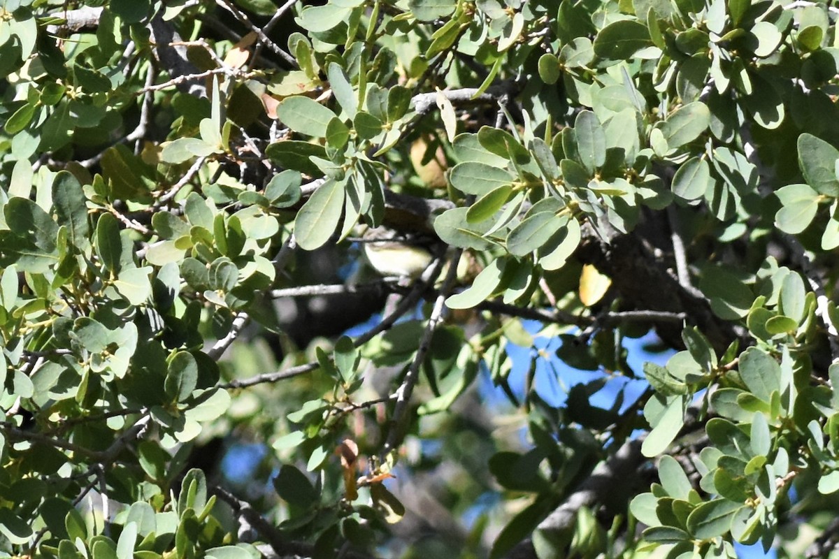 Olive Warbler - Jerry Davis