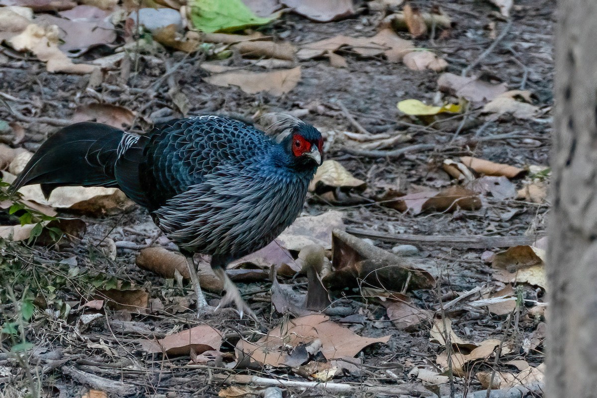 Kalij Pheasant - ML622661961