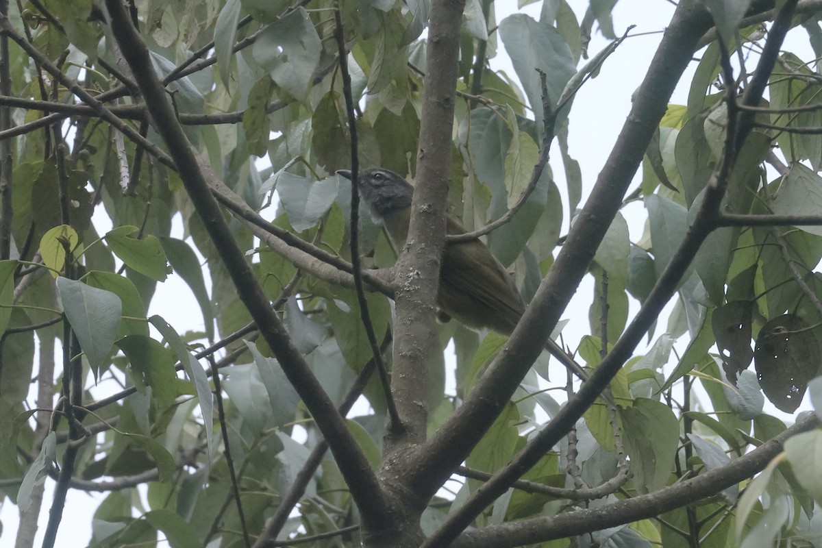 Eastern Mountain Greenbul (Olive-breasted) - ML622661975