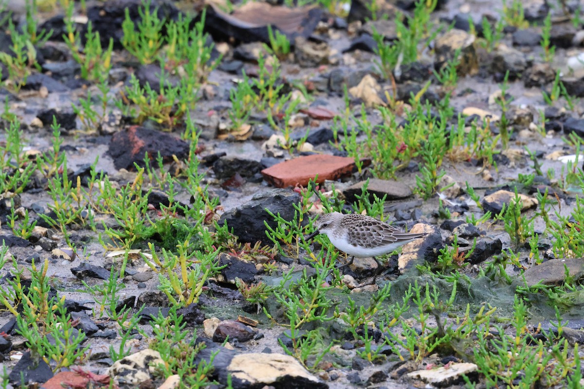 Semipalmated Sandpiper - ML622661977