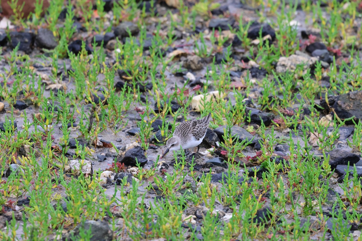 Semipalmated Sandpiper - ML622661978