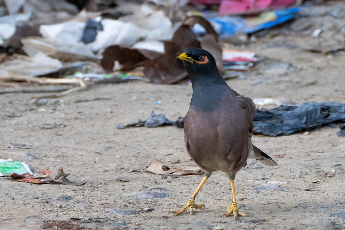 Common Myna - ML622661979