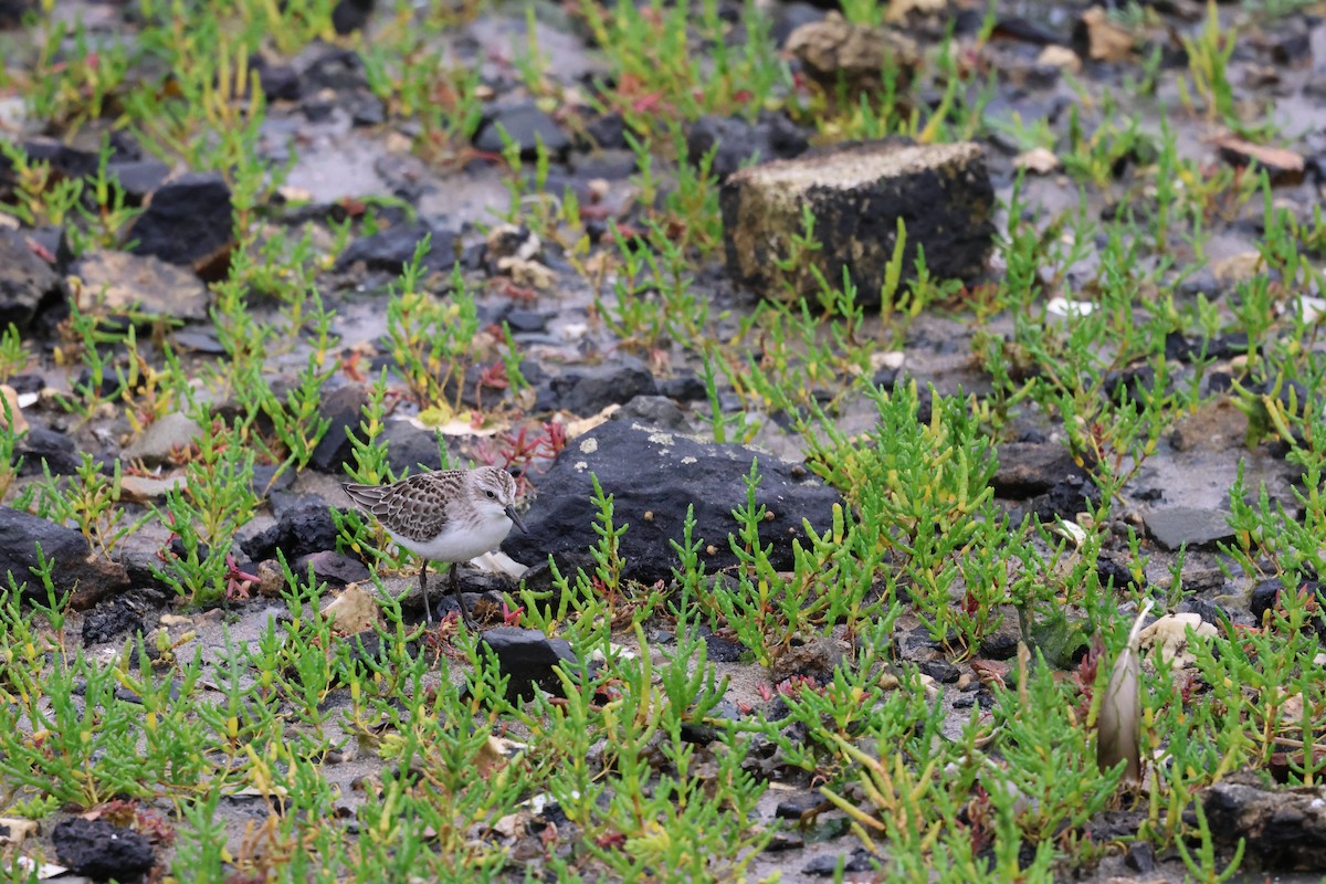 Semipalmated Sandpiper - ML622661980