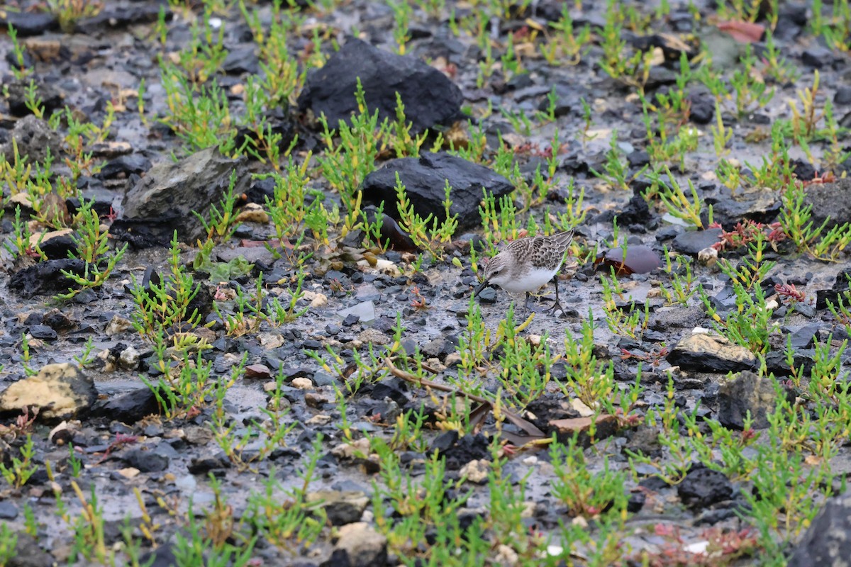 Semipalmated Sandpiper - ML622661981