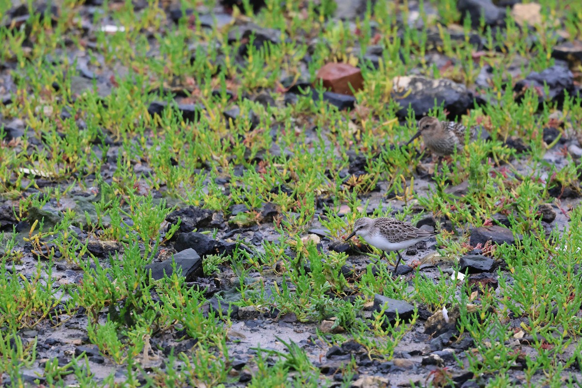 Semipalmated Sandpiper - ML622661982