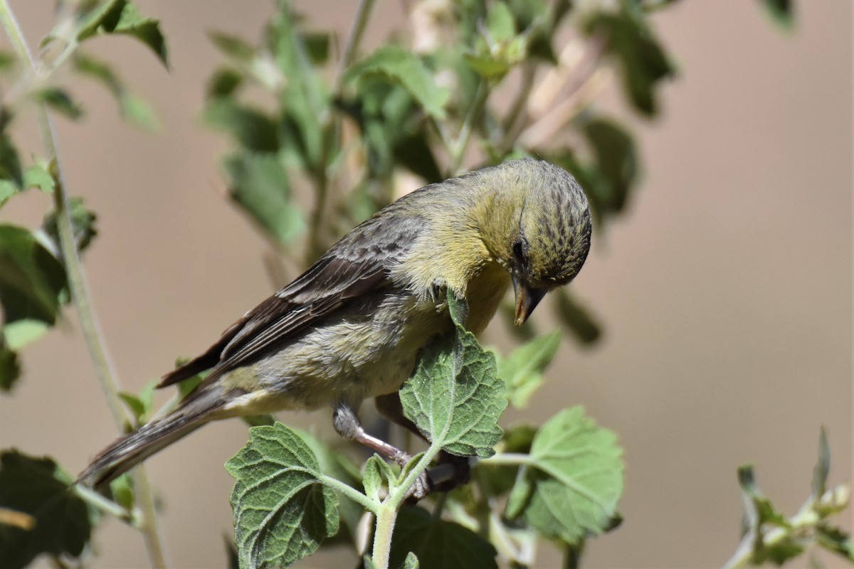 Lesser Goldfinch - ML622661991