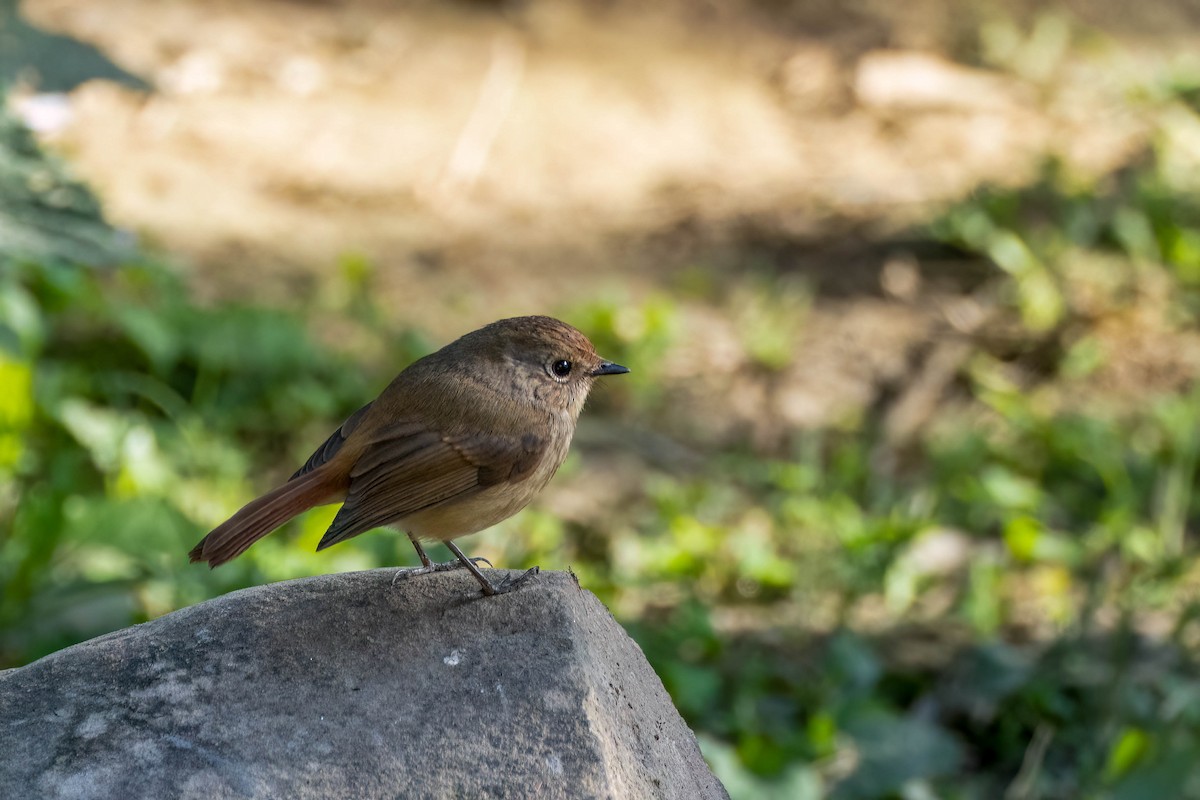 Himalayan Rubythroat - ML622662014