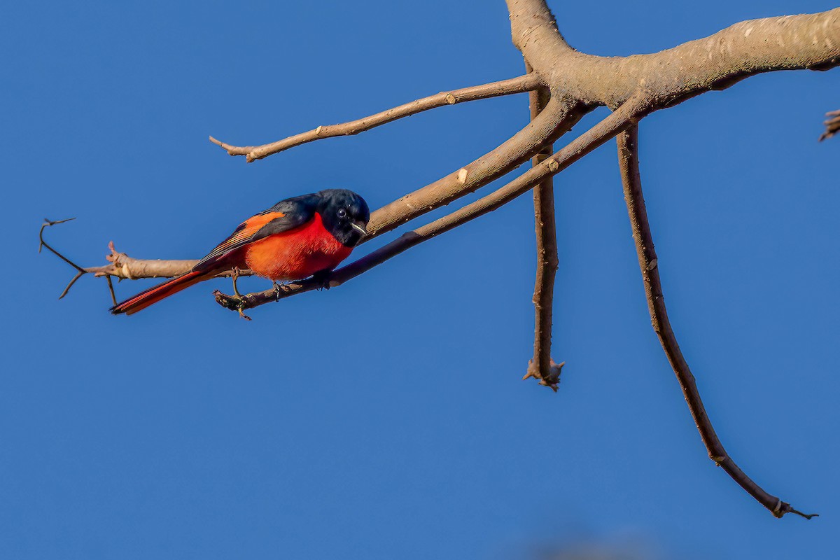 Long-tailed Minivet - ML622662025