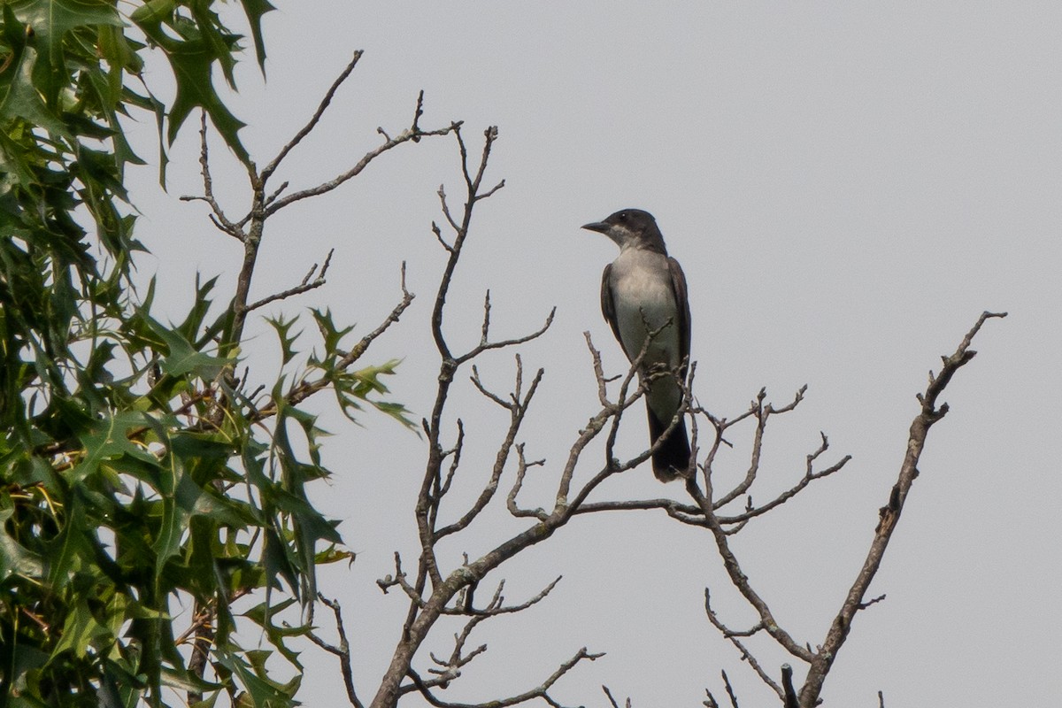 Eastern Kingbird - ML622662030