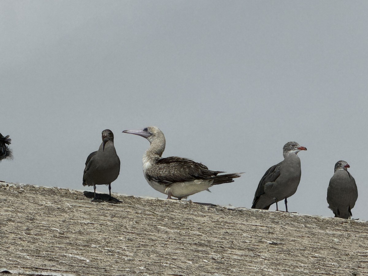Red-footed Booby - ML622662063