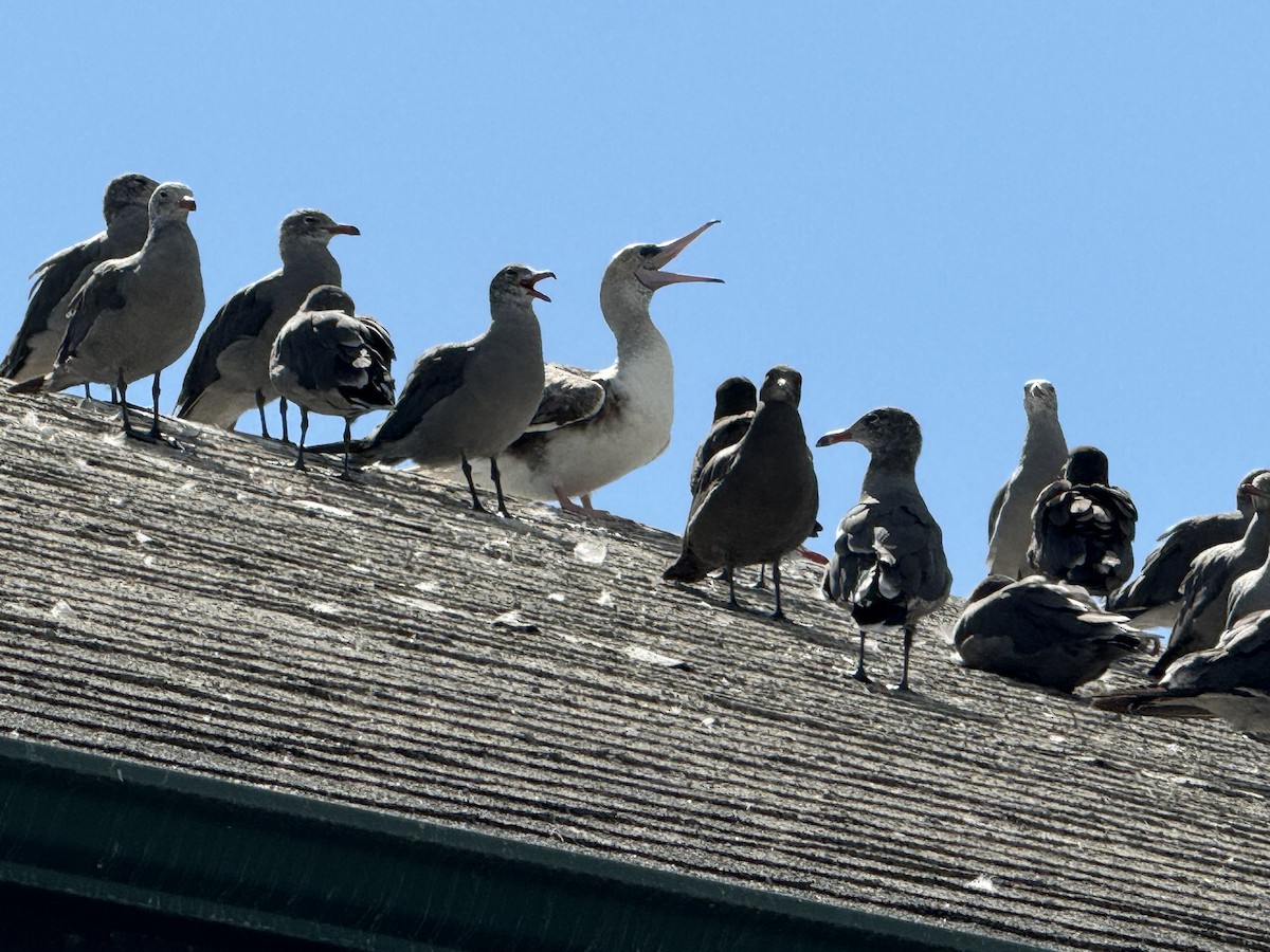 Red-footed Booby - ML622662064