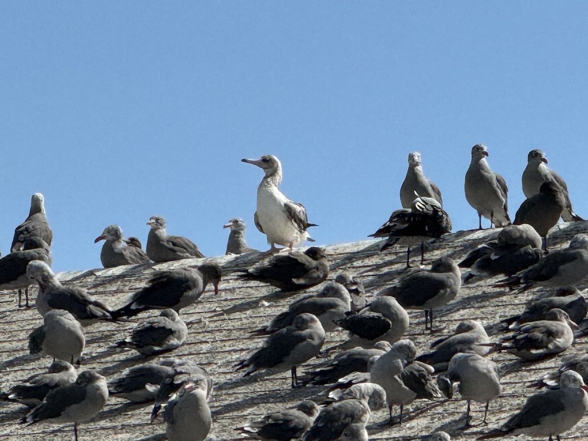 Red-footed Booby - ML622662065