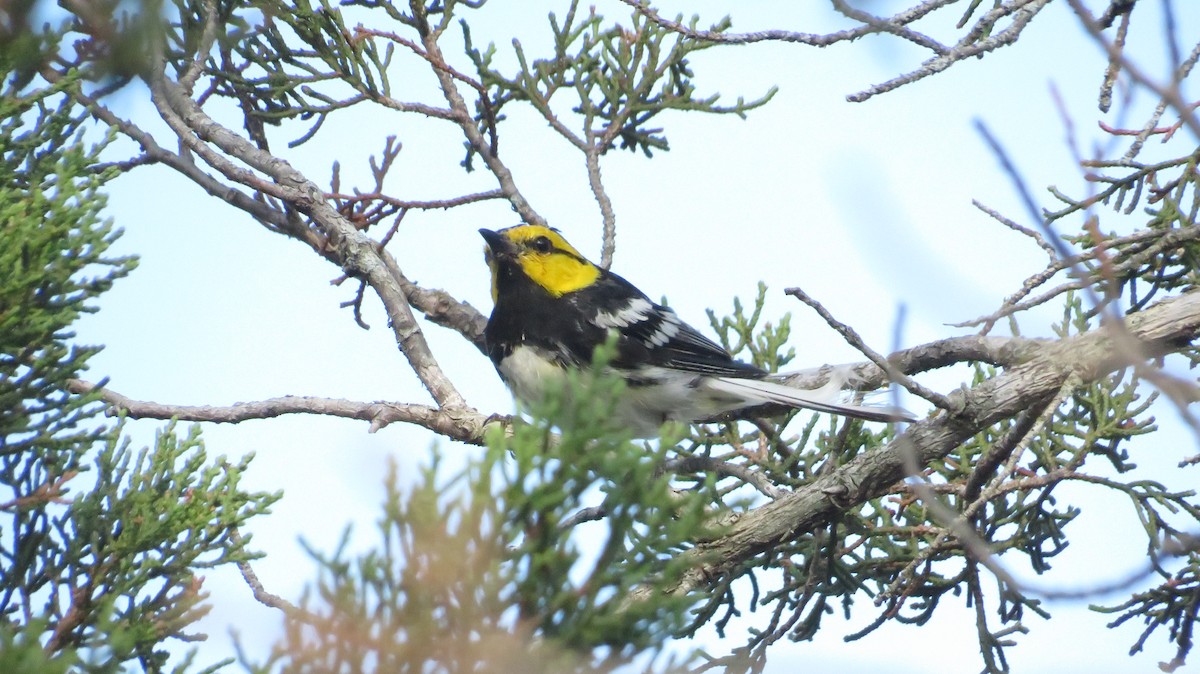 Golden-cheeked Warbler - ML622662101