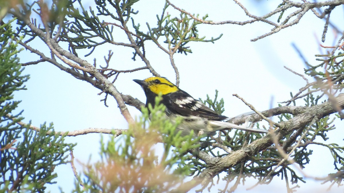 Golden-cheeked Warbler - James P.