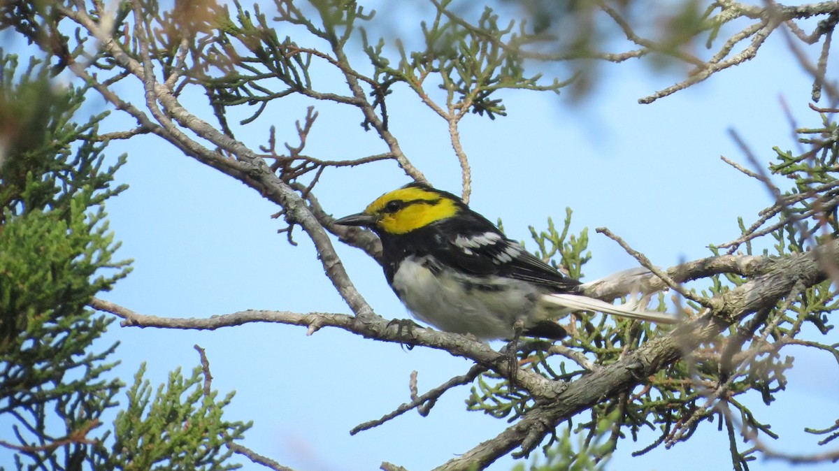 Golden-cheeked Warbler - ML622662108