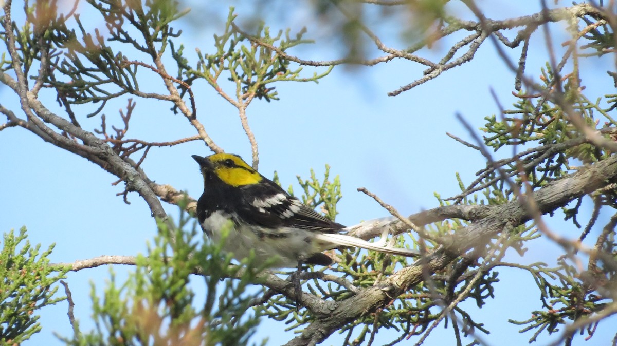 Golden-cheeked Warbler - ML622662111