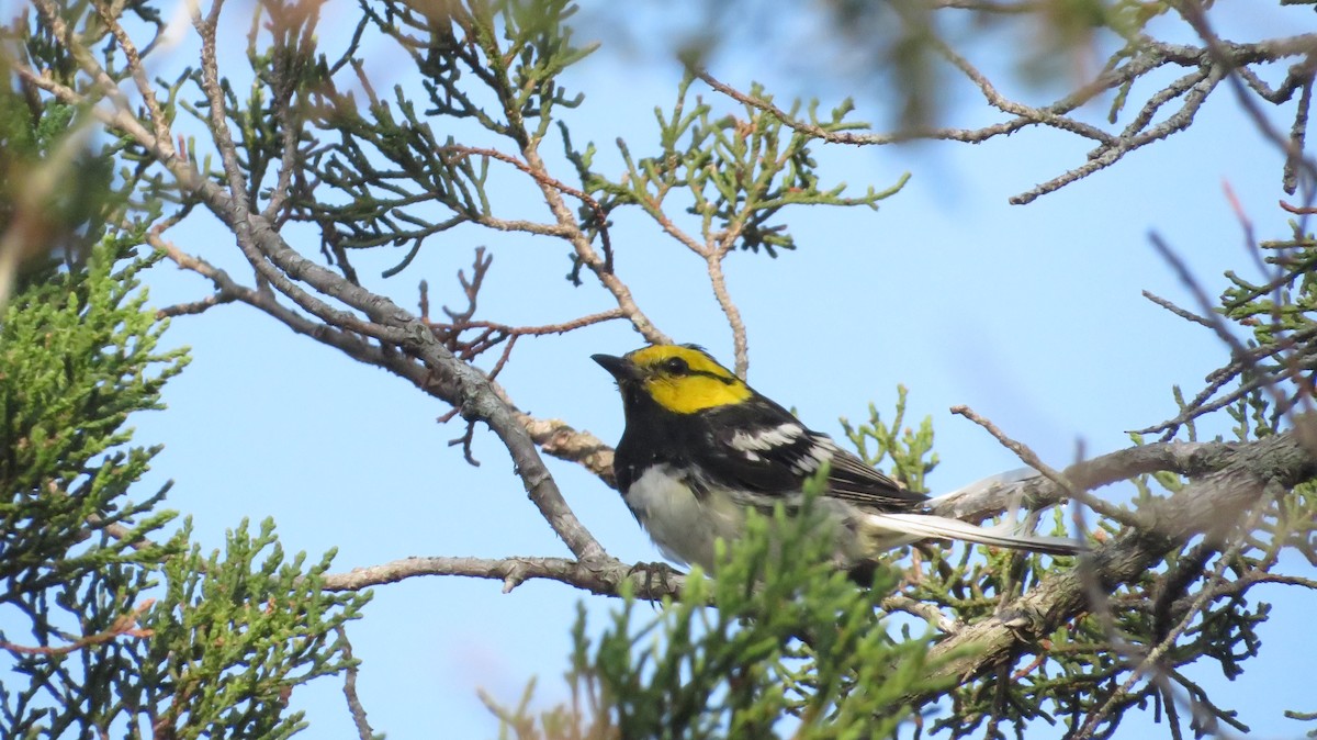 Golden-cheeked Warbler - ML622662116