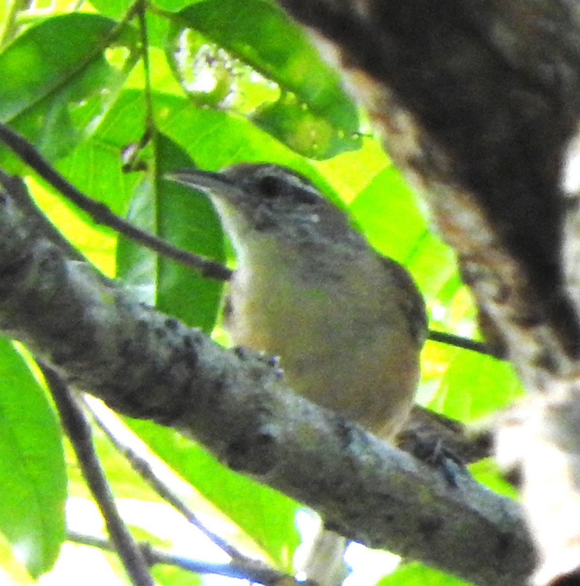 Buff-breasted Wren - ML622662134