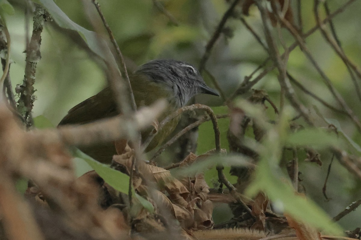 Yellow-whiskered Greenbul - Ryan Terrill