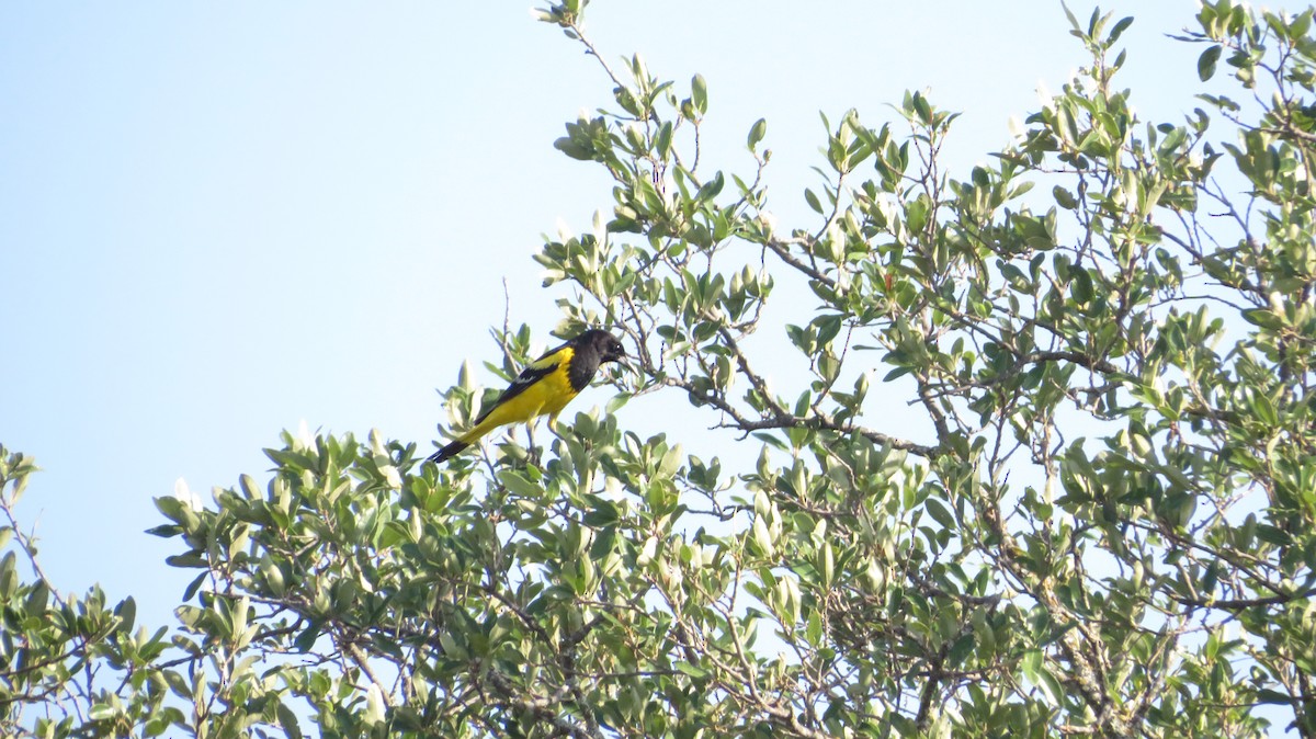 Scott's Oriole - ML622662221