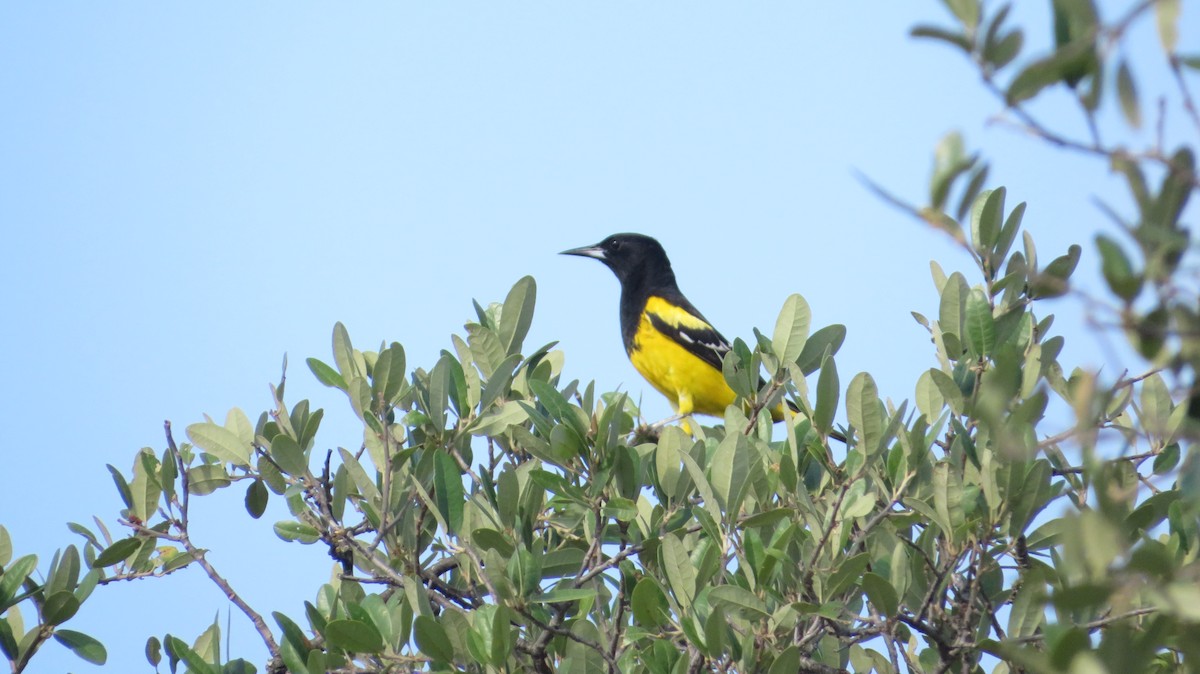 Scott's Oriole - ML622662225