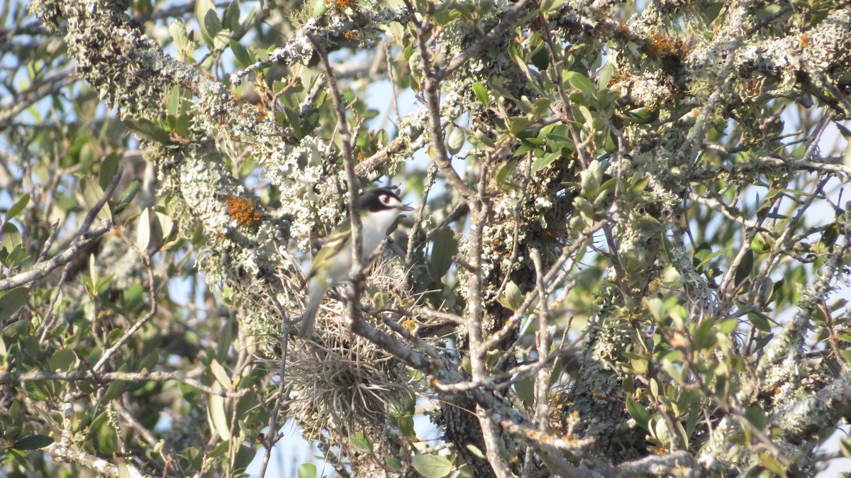 Black-capped Vireo - James P.