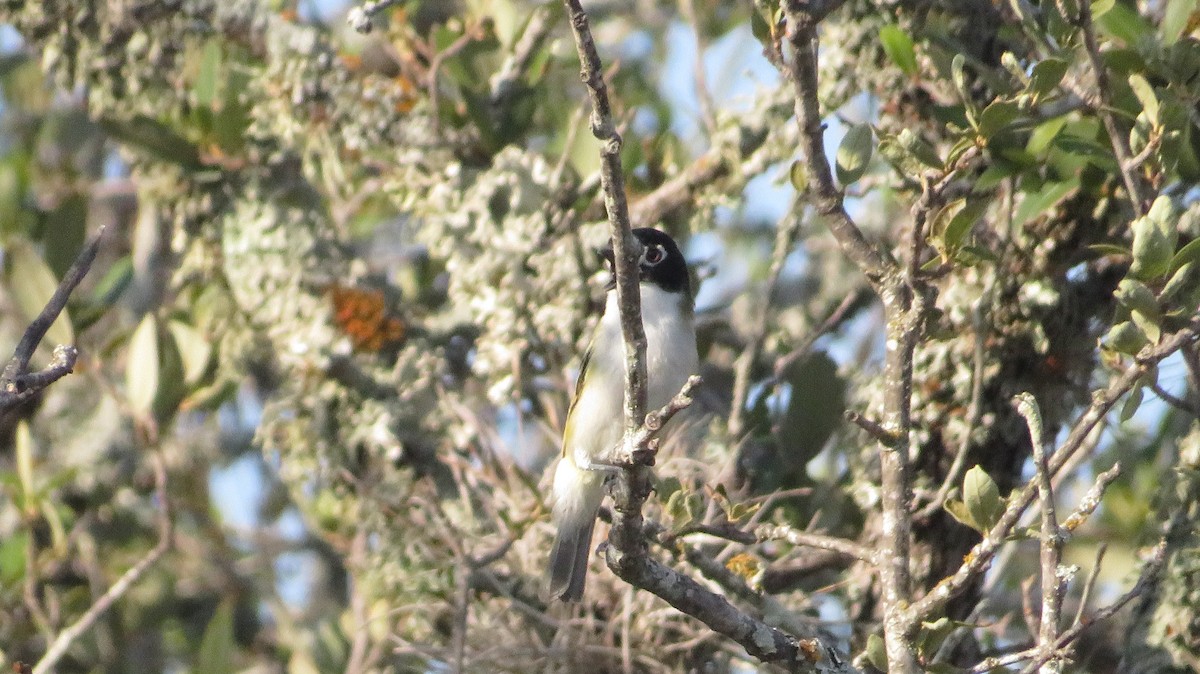 Black-capped Vireo - ML622662257