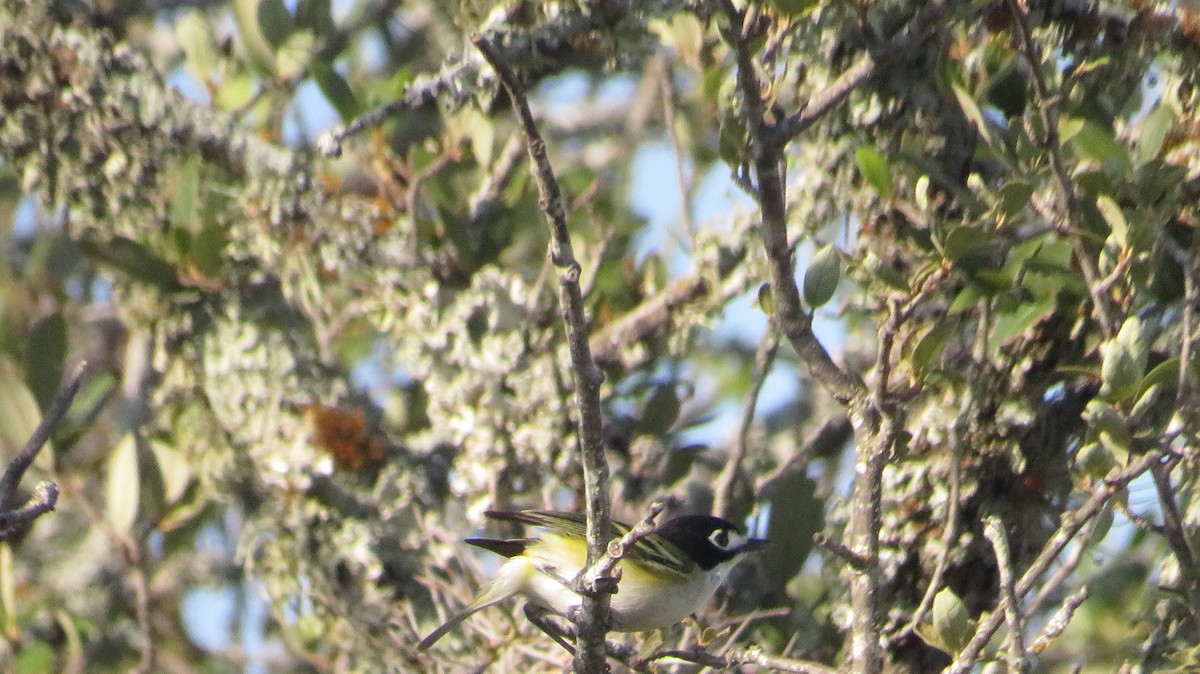 Black-capped Vireo - ML622662260