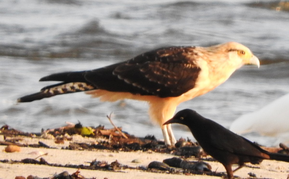 Yellow-headed Caracara - ML622662268