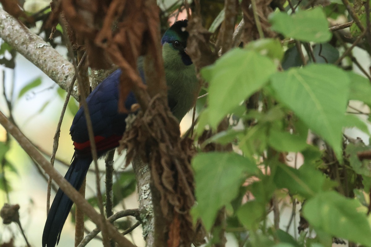 Rwenzori Turaco - ML622662273