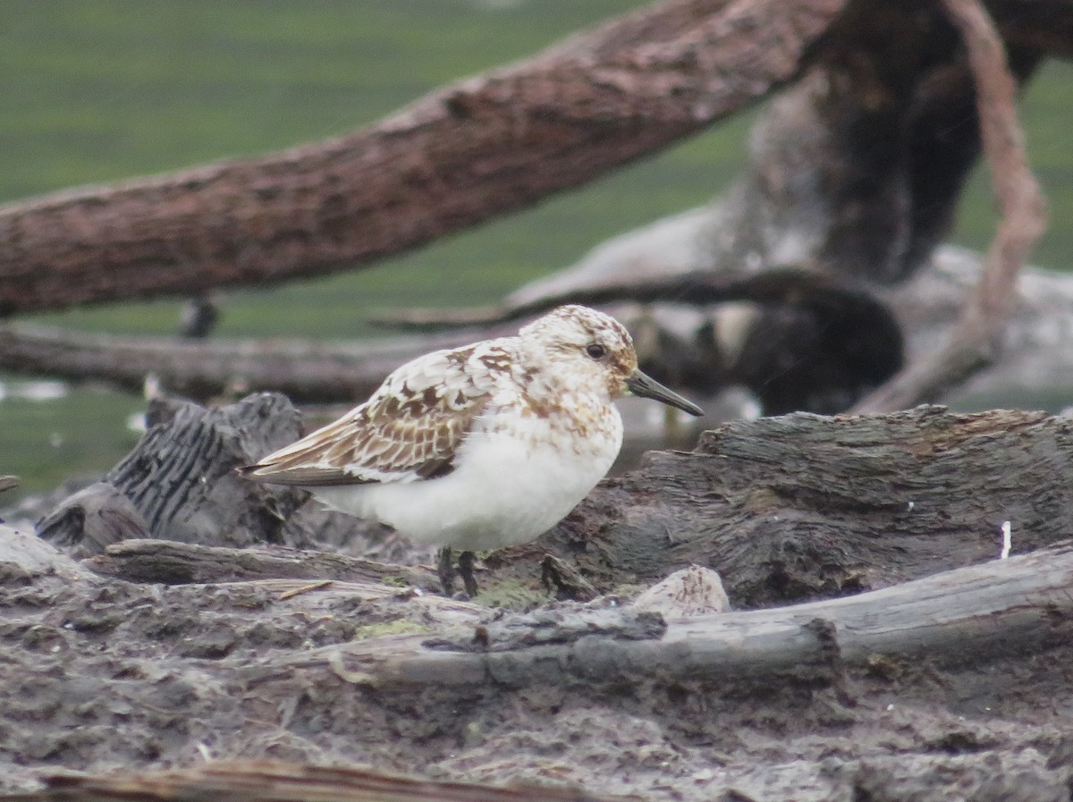 Sanderling - John Haas