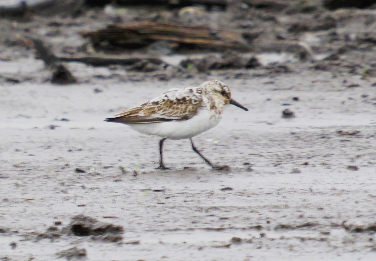 Sanderling - John Haas