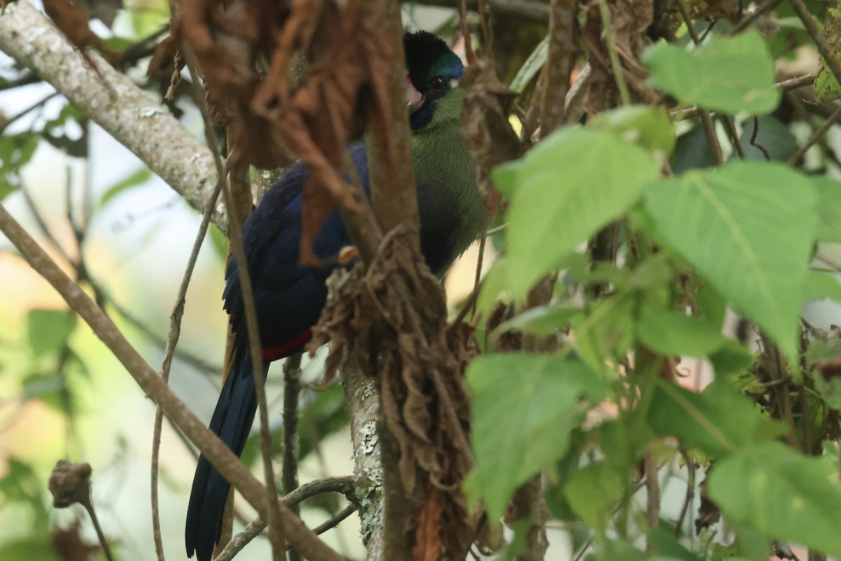 Rwenzori Turaco - ML622662330