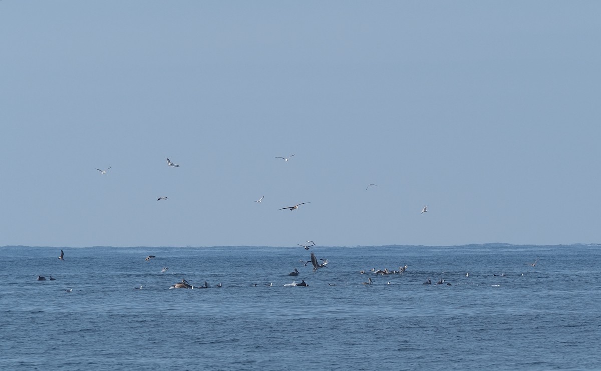 Brown Pelican - ML622662383