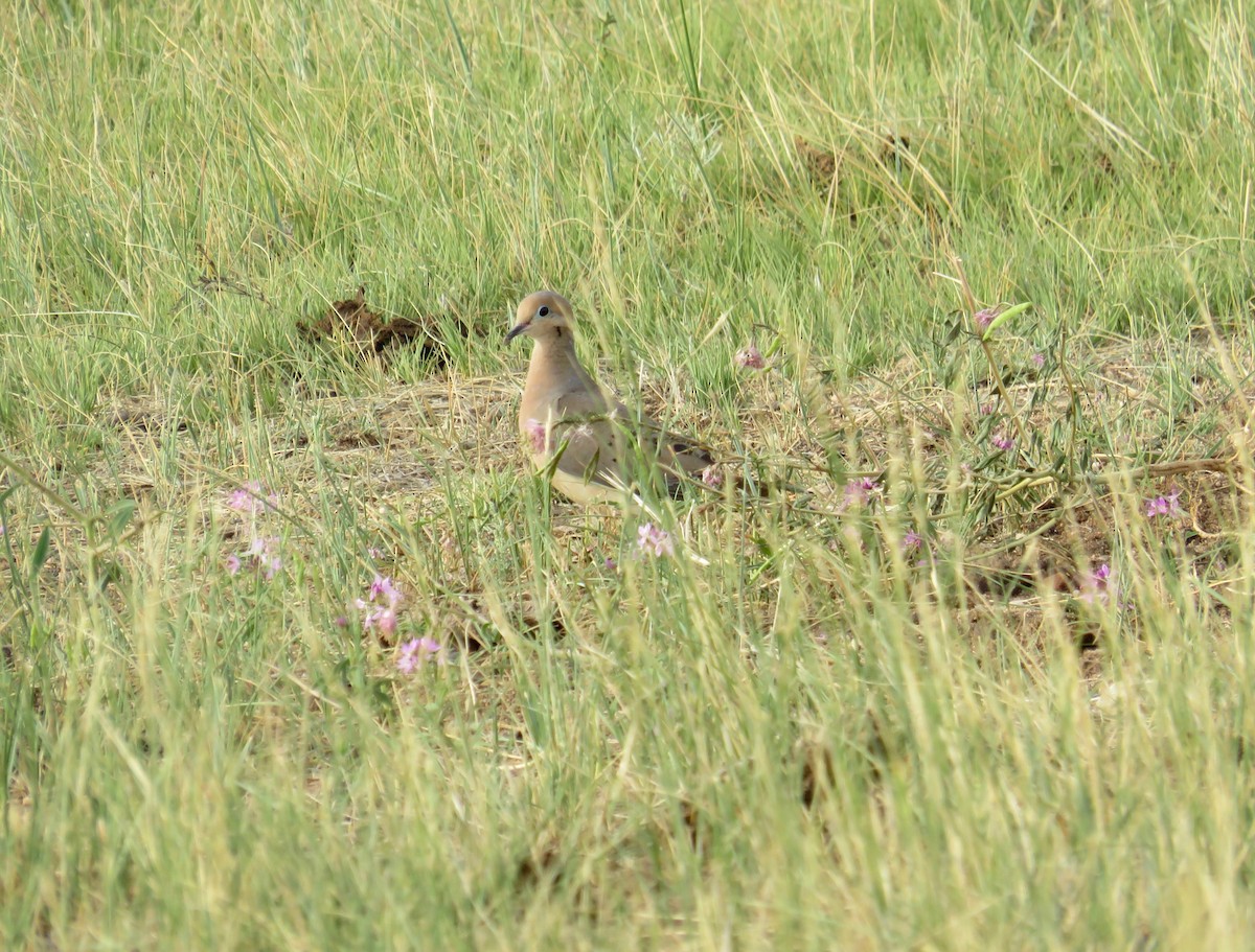 Mourning Dove - ML622662407