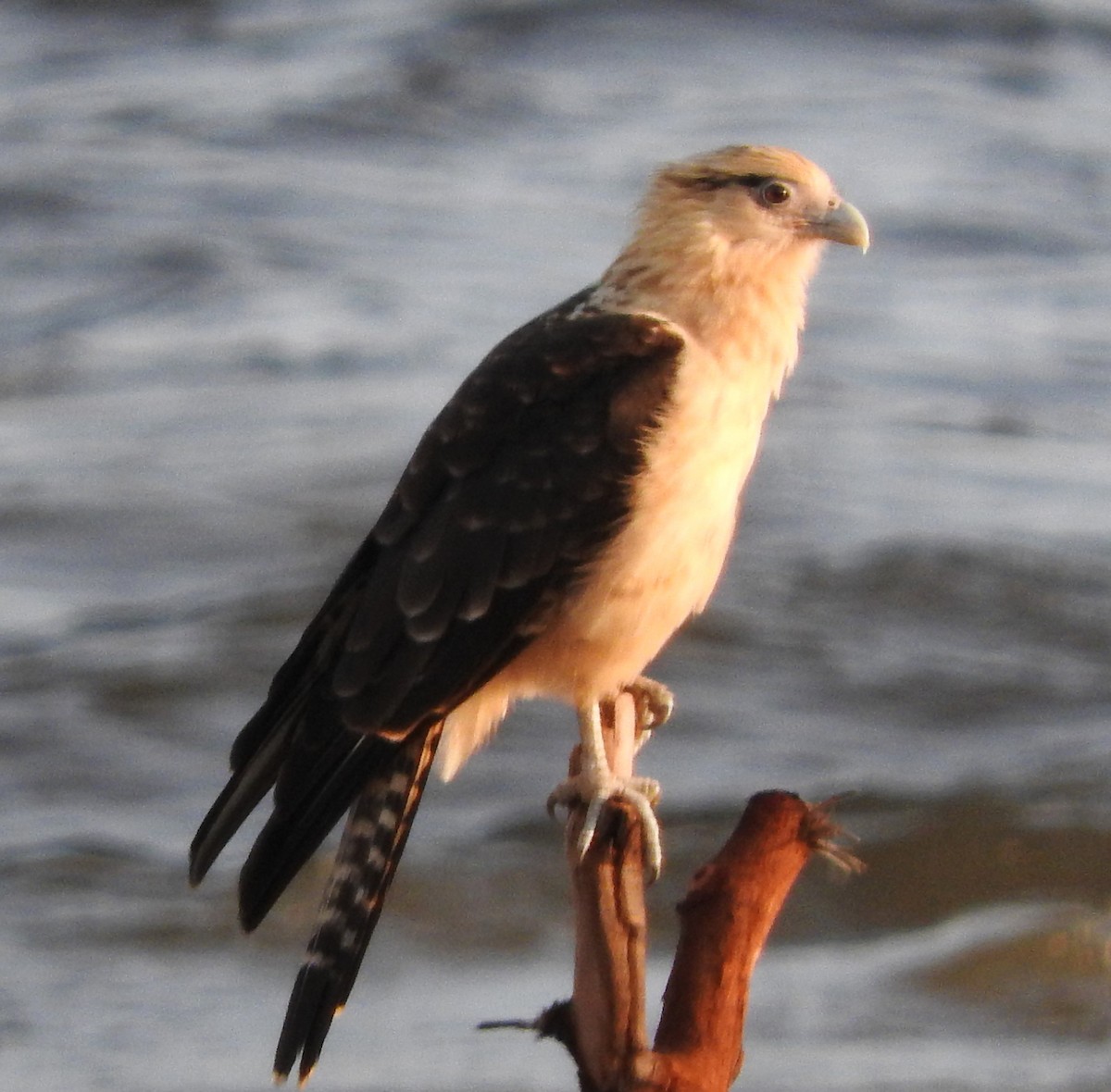 Yellow-headed Caracara - ML622662415