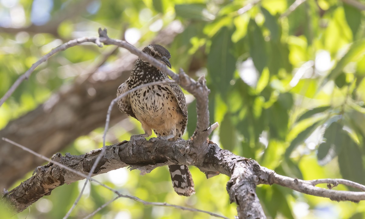 Cactus Wren - ML622662544