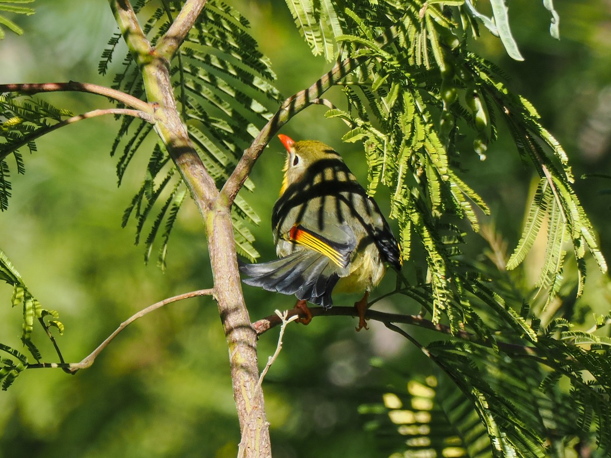 Red-billed Leiothrix - ML622662622