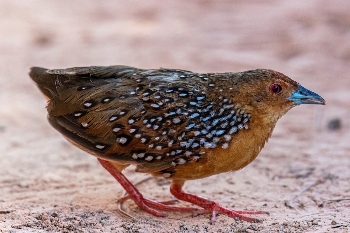 Ocellated Crake - ML622662628