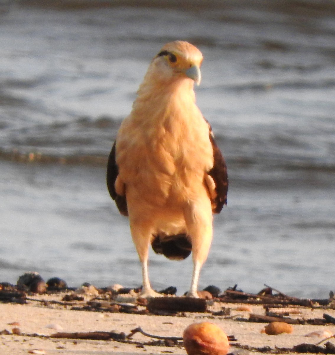 Yellow-headed Caracara - ML622662633