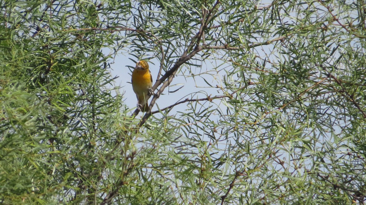 Bullock's Oriole - ML622662702