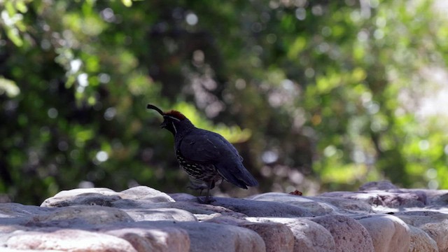 Gambel's Quail - ML622662723