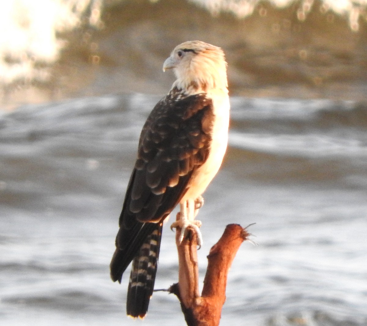 Yellow-headed Caracara - ML622662774