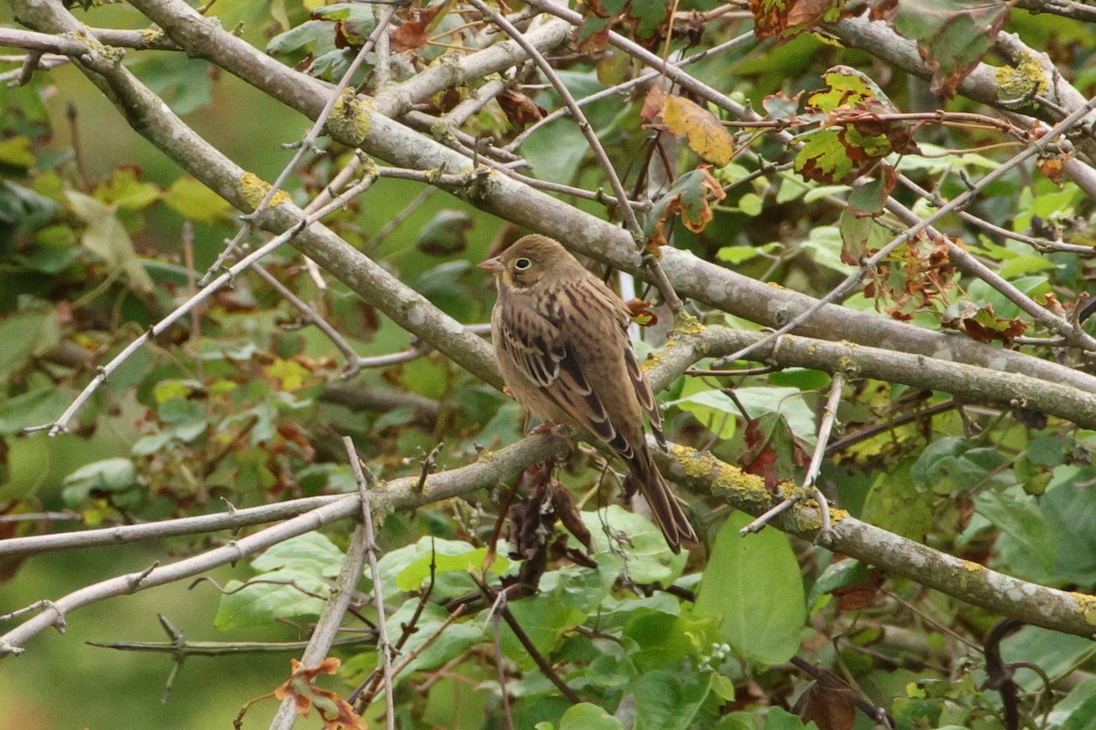 Ortolan Bunting - ML622662797