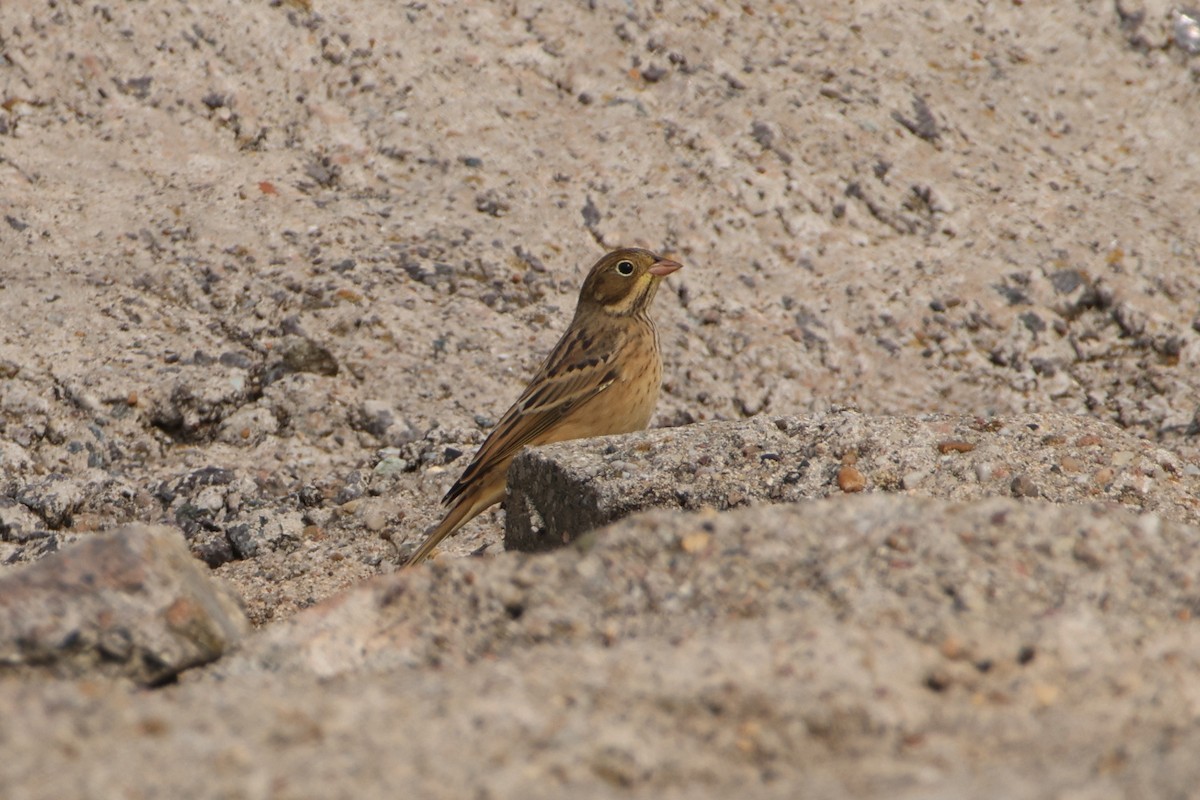 Ortolan Bunting - ML622662820