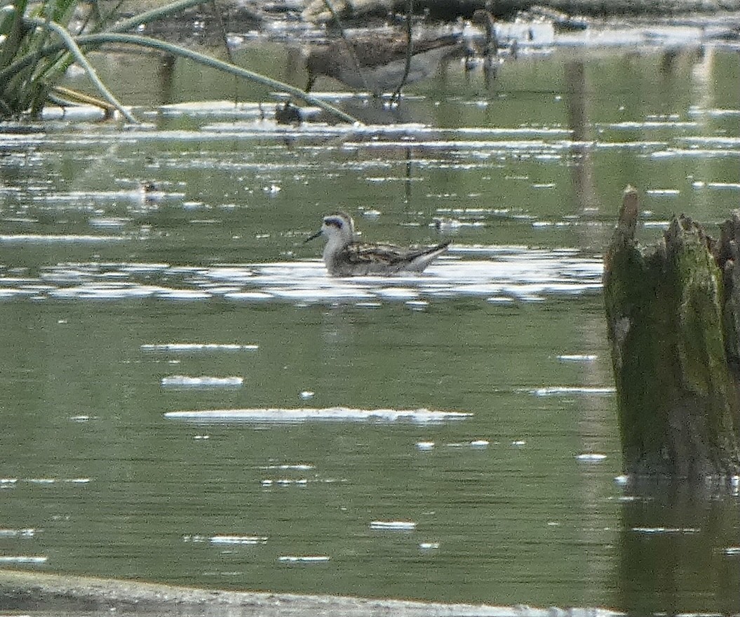 Phalarope à bec étroit - ML622662822