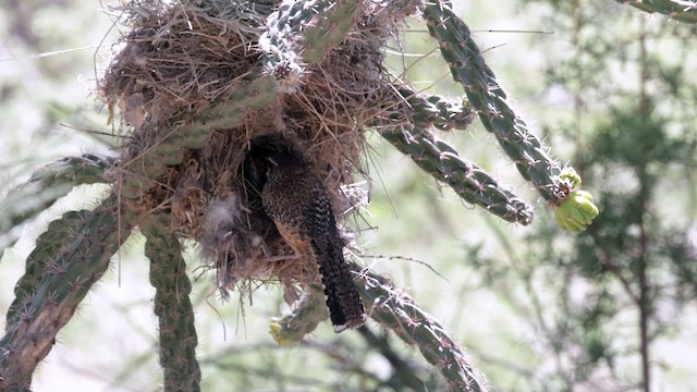 Cactus Wren - ML622662827