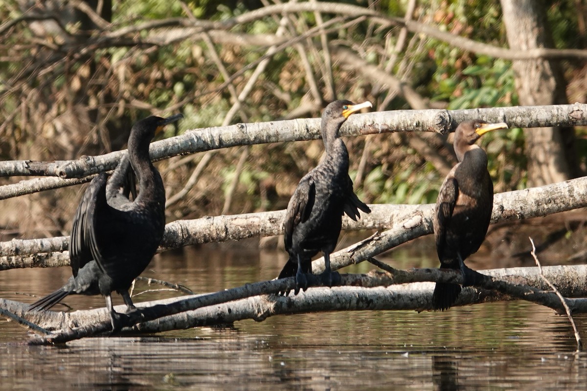 Cormoran à aigrettes - ML622662902